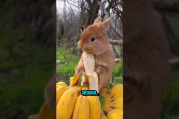 Cute Rabbit #shorts #shortvideo #ytshorts #rabbit #animals #cute