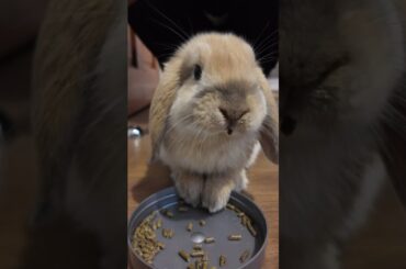 Cute bunny eating pellets #rabbit #bunnys #cute #bunnylife #pets #rabbiteating #bunny #petbunny