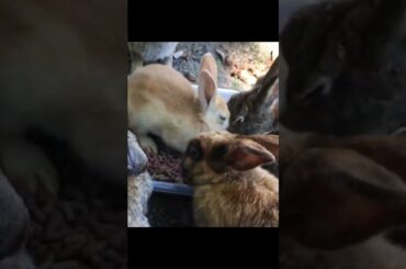 Super cute and adorable rabbit | Cute bunny