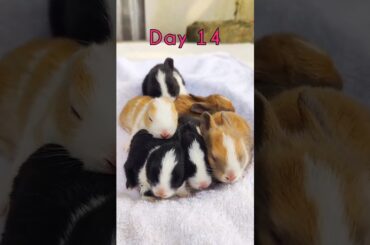 Baby Rabbit Growing Up Day By Day #animals #pets