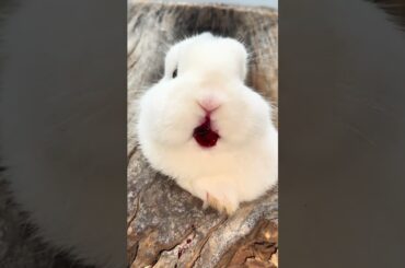 The little bunny eating cherries looks adorable #cute #bunny #rabbit #pet