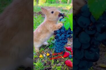 Bunny, cute rabbit #viralvideo #rabbit #cute #pets #animals #bunny #shorts #subscribe #like #short