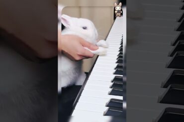 #7 Cute Rabbit Labu Labu Labu Labu #rabbit #shorts #youtubeshorts