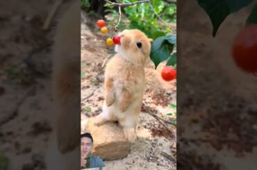 Satifying bunny eating #cute #rabbit #pets #cuteanimals #cuteanimal #rabbitfood #cutepet #babypets