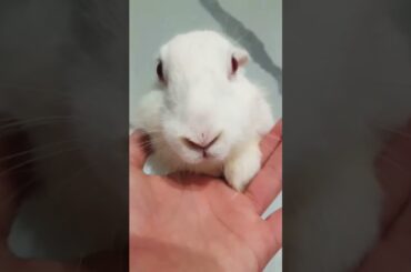 This video is 2 seconds long  #cute #bunny #friends #socialexperiment