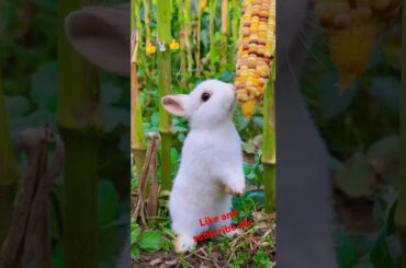 Bunny, cute rabbit #viralvideo #rabbit #cute #pets #animals #bunny #shorts #subscribe #like #short