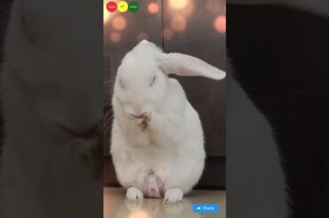 taro ko mohabbat amber se and bunny cute remix video #tarotreading #trending #shortsviral