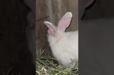 #rabbit #cute #animals #bunny #cutebunny #rabbitfood #animalphotos #rabbiteating #animalpictures