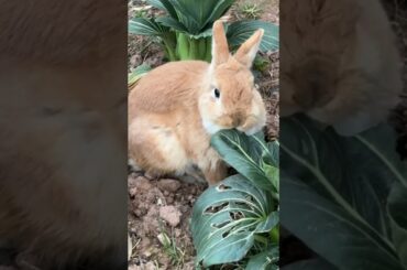 cute rabbit eating vegetables in the garden #shorts #rabbit #cute #bunny #animals #kelinci