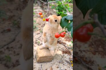 #cute #rabbit #animals #pets #cuteanimals #funny #petphotography #fruit #beautifulpets #animalphotos