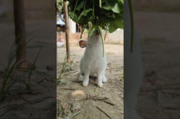 Rabbit || Bunny|| Wander Rabbit #adorablebunny #rabbit #healthyrabbitmeat #rabbitdiet #cute #rabbit