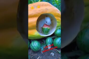 Bunny, cute rabbit #viralvideo  #rabbit #cute #pets #animals #bunny #shorts #subscribe  #like #short
