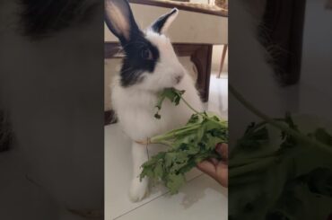 Bunny Tales | Eating Coriander #rabbiteating #cute #bunny #rabbit #pets #animals
