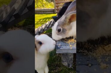 Rabbits eating food #shortvideo #rabbiteating #bunny #houserabbit #rabbitfood #cute #pets #rabbits