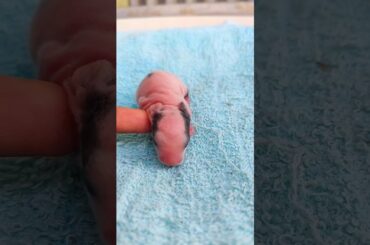 Rabbit baby - Cute Baby Rabbit Growing Up #animals #pets