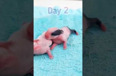 Rabbit Growth: The First 23 Days Of Life #pets #animals