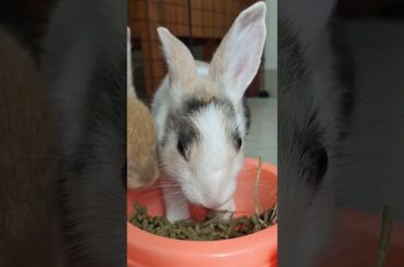 Nom Nom | Rabbits Nose while eating Pellets| So cute #rabbit #animal #bunny #pets #cute #kelinci