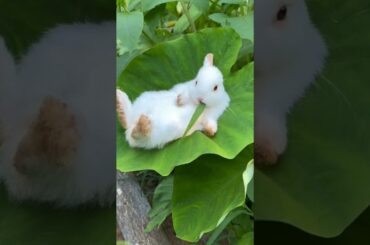 cute rabbit eating on taro leaves #shortvideo #shorts #cute #animals #rabbit #bunny #kelinci