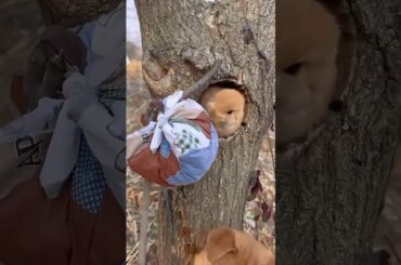 #cute #bunny #rabbit #animals #pets #funny #petphotography #petrabbit #beautifulpets #raisingrabbits