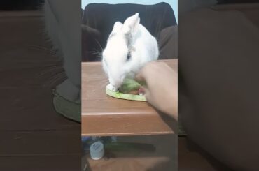 #pets #petrabbit #cute #houserabbit #rabbit #bunny #rabbitshowtv #cutebunny #rabbite #animals