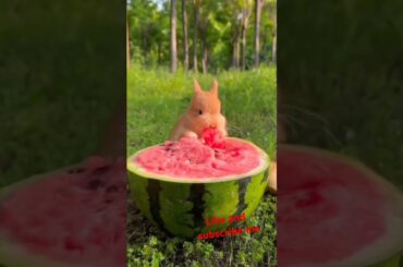 Bunny, cute rabbit #viralvideo #rabbit #cute #pets #animals #bunny #shorts #subscribe #like #short