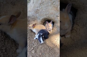 Cute Bunny Rabbit #pets #animals #rabbit #shorts