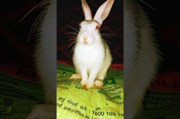 Mera Sabse pyara sabse cute baby rabbit#imdurgakashyap  #cutest #superadorable #adorablevideo