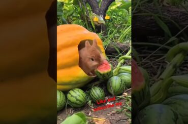 Bunny, cute rabbit #viralvideo #rabbit #cute #pets #animals #bunny #shorts #subscribe #like #short