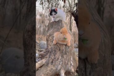Cute rabbit shorts #cute #rabbit