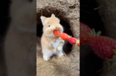 #rabbit #cute #bunny #cuteanimals #pets #petphotography #animal #funny #animalphotography #animal