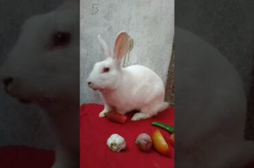 Baby Bunny Screaming