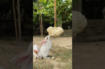 Bunny||Rabbit ||Bunny Blissful #bunnyeating #rabbit #healthyrabbitmeat #petrabbitcare #cute #yourbun