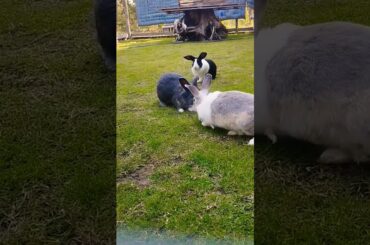 Cute rabbit #shortvideo #rabbiteating #bunny #houserabbit #pet #petrabbit #cute #farm #pets