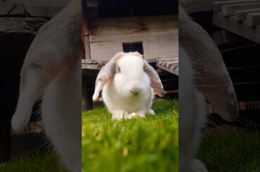 Rabbit #rabbit #cute #pet