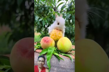 This bunny enjoys what he eats #pets #rabbit #cute #petrabbit #bunny #cutebunny #tinybunny