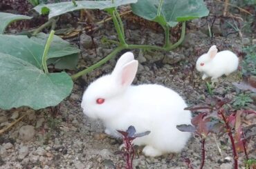 Cute Baby Rabbits Video