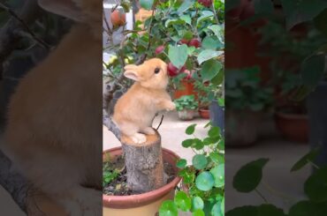 #cute #rabbit #animals #pets #cuteanimals #funny #petphotography #petrabbit #beautifulpets #raising