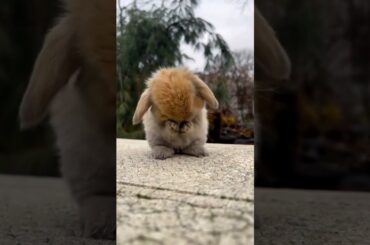 Cute Bunny Rabbit Exhibits Endearing Behaviors on Camera  #bunny #rabbit