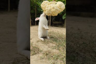 Rabbit || Bunny|| Wander Rabbit #adorablebunny #rabbit #healthyrabbitmeat #rabbitdiet #cute #rabbit
