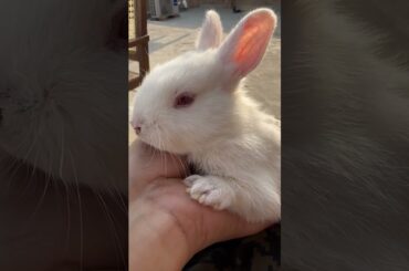 Rabbit voice #animals #funny #cute #bunny #cuteanimal #rabbit #cuterabbit #rabbits #cutepet