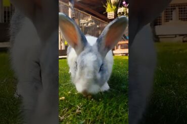 Cute rabbit #shortvideo #rabbiteating #bunny #houserabbit #pet #rabbits #farm #youtubeshorts #cute