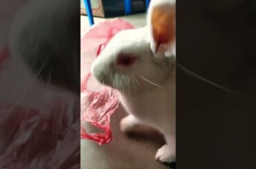 My thief bunny the rabbit #cute #rabbit #bunnys #shorts