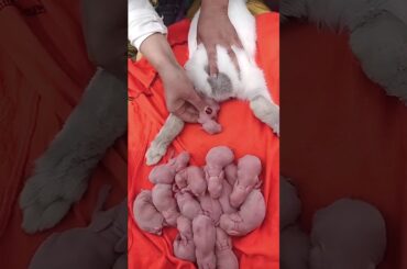 Rabbit growth - Baby Animals growing up Day By Day #cute #pets