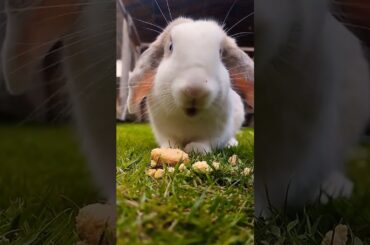 Cute bunny #shortvideo #rabbiteating #bunny #houserabbit #cute #pet #rabbit #bunnylife #animals