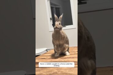 A family rescued a small rabbit that was trapped in the fence, and then #animalshorts