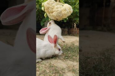Rabbit || Bunny|| Wander Rabbit #adorablebunny #rabbit #healthyrabbitmeat #rabbitdiet #cute