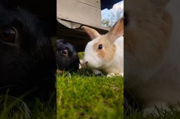 #rabbit #cute #bunny #pets #animals #shortvideo #rabbiteating #rabbitfood #pet #rabbitmeat