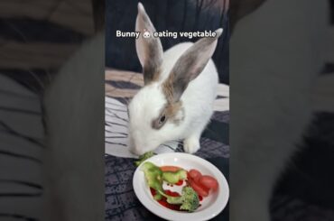 Cute bunny eating vegetable #rabbit #pets #shorts #ytshorts #youtubeshorts #animal #bunny #cute