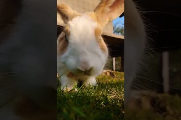 #cute #rabbit #bunny #pets #animals #funny #bunnys #shortvideo #rabbiteating #rabbitfood #farm