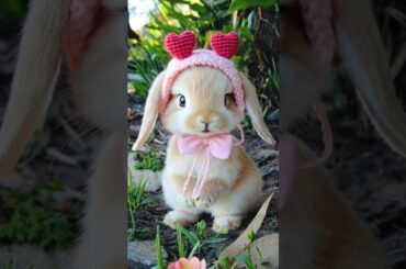 cute rabbit #rabbit #bunny #cute #pet #rabbit #conejo #lapin #kaninchen #coniglio